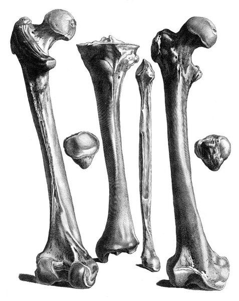 Кости анатомия