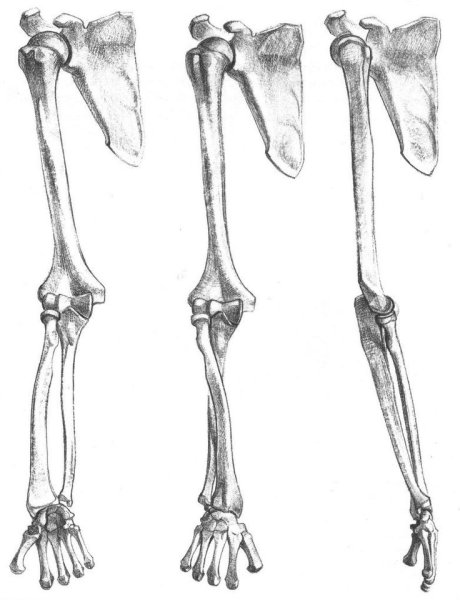 Баммес кости рук