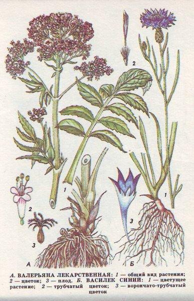 Valeriana officinalis семейство