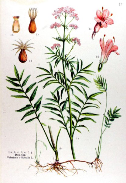 Valeriana officinalis семейство