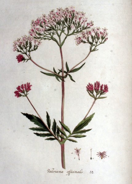 Valeriana officinalis семейство