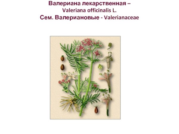 Valeriana officinalis гербарий
