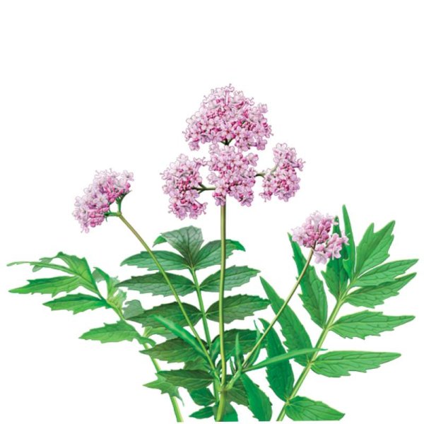 Валериана лекарственная растение Фармакогнозия