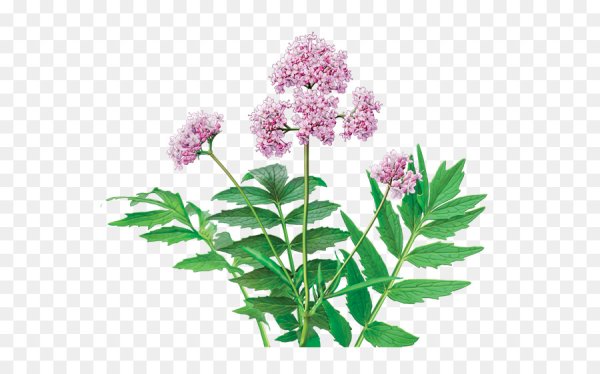 Valeriana officinalis семейство