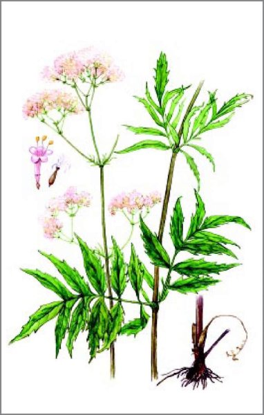 Валериана лекарственная гербарий