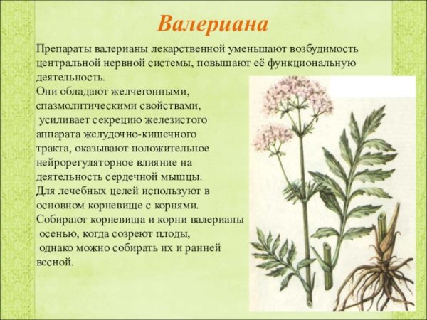 Валериана лекарственная строение