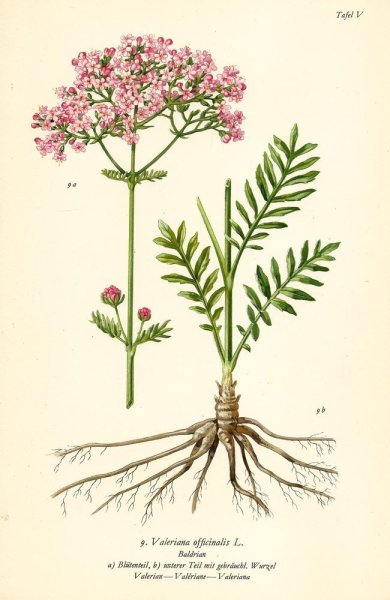 Valeriana officinalis рисунок