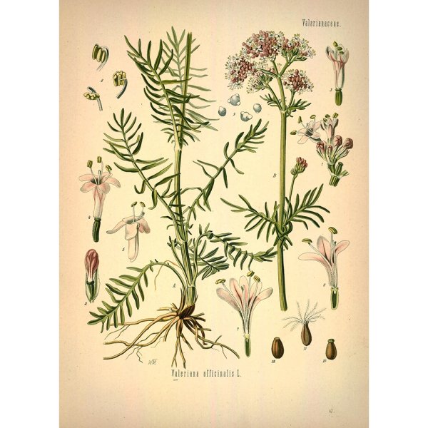 Валериана лекарственная описание растения