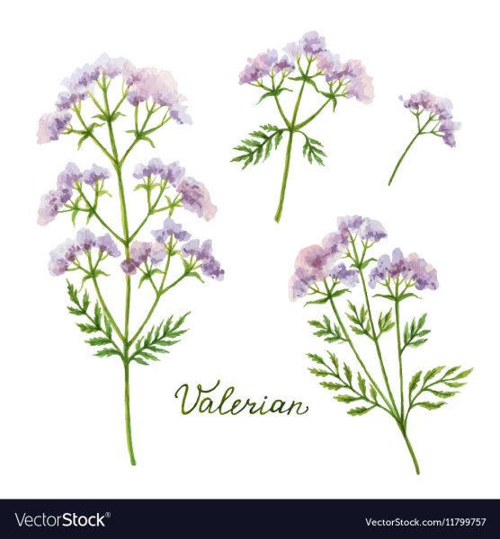 Valeriana Montana ботаника