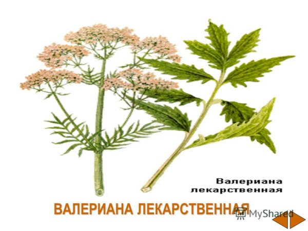 Валерианы лекарственной корневища с корнями