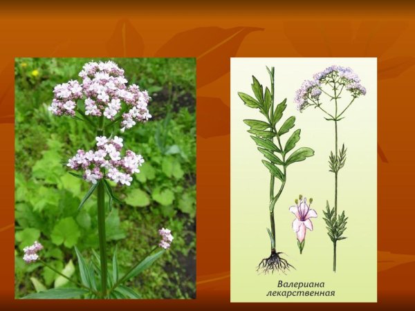 Валериана лекарственная растение