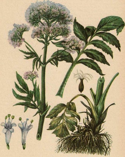 Валерианы лекарственной корневища с корнями рисунок