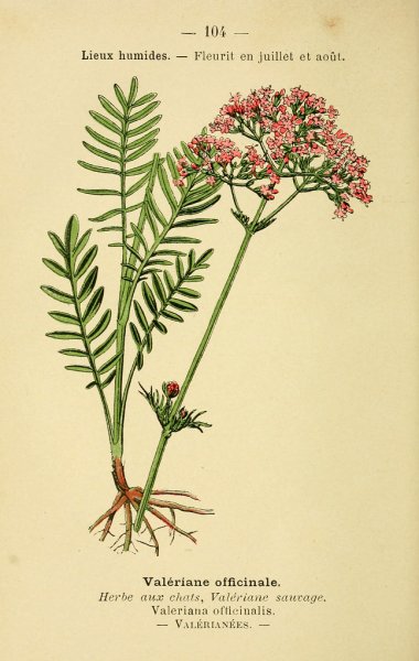 Валериана лекарственная корневища с корнями