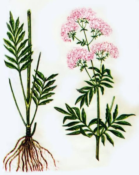 Valeriana officinalis рисунок