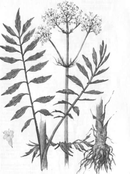 Валериана аптечная (Valeriana officinalis l.)