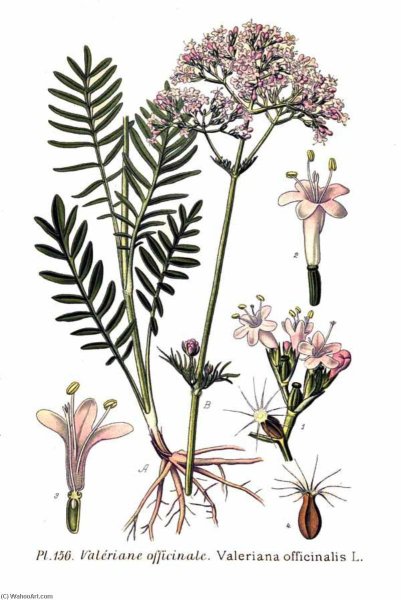 Валериана (Valeriána officinális)
