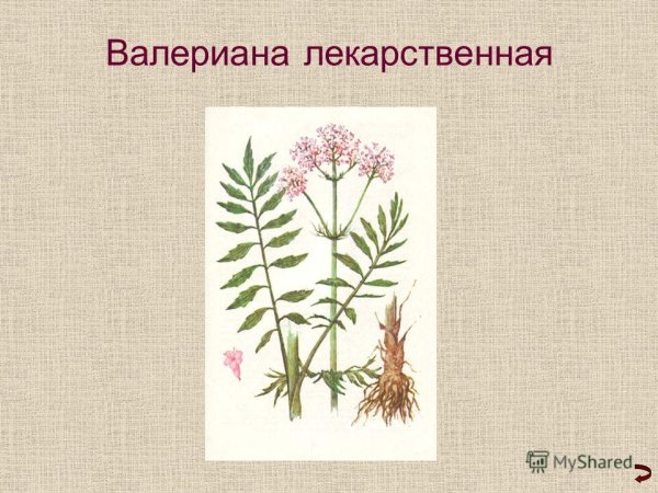Валериана растение