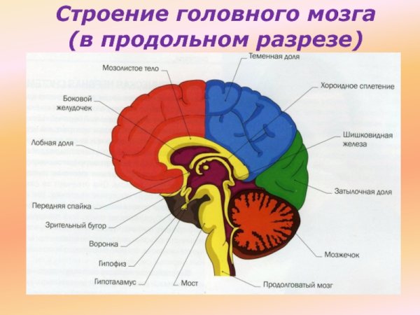 Схема строения головного мозга человека 8 класс