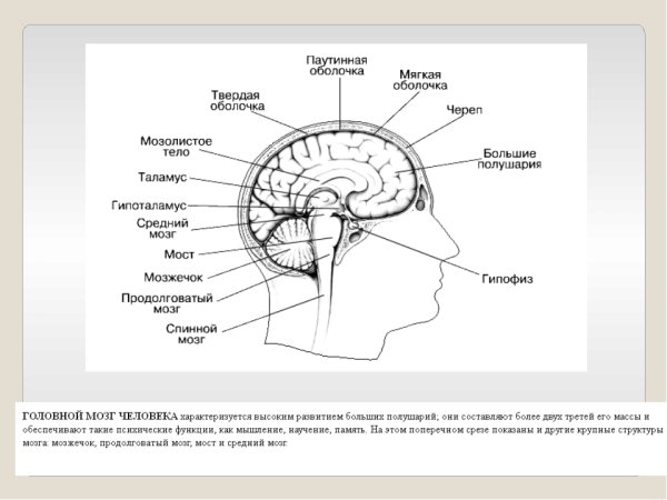 Кора головного мозга зоны коры головного мозга