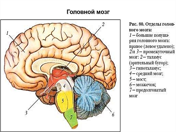 Теменные зоны коры головного мозга