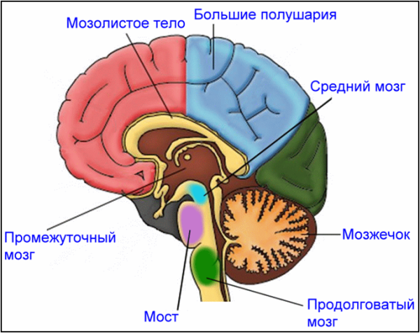 Пять основных отделов головного мозга