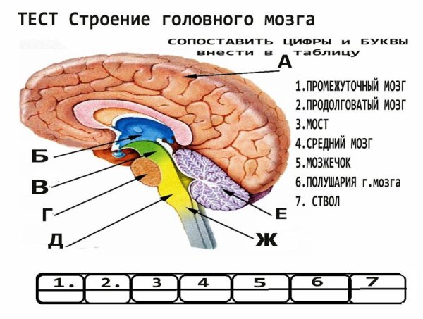 Строение головного мозга анатомия человека