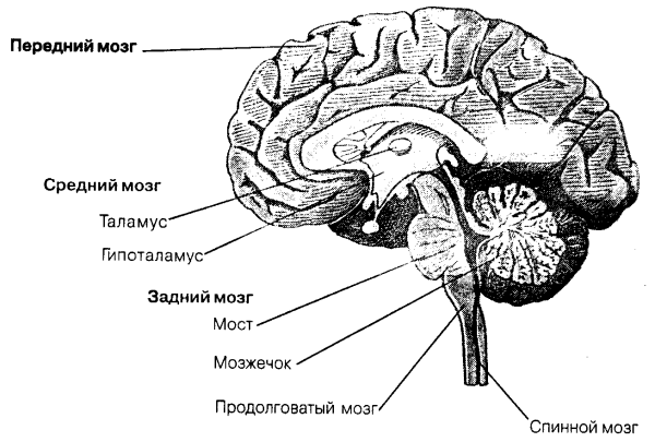 Зрительная доля коры больших полушарий головного мозга расположена