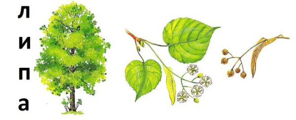 Дерево липа для детей