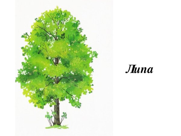 Липа дерево лист плод