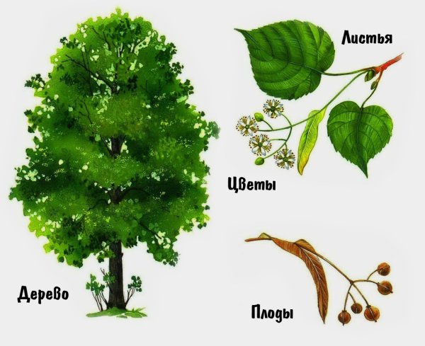 Липа дерево лист плод