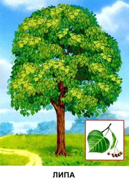 Липа мелколистная Фармакогнозия