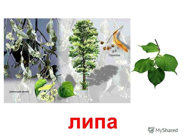 Липа для дошкольников