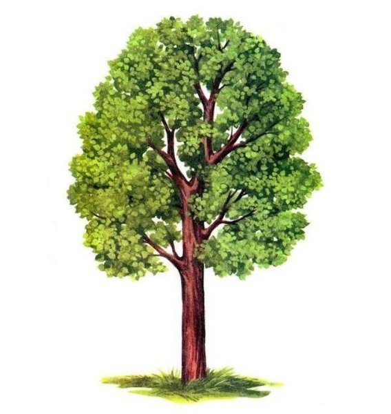 Липа мелколистная рисунок дерева