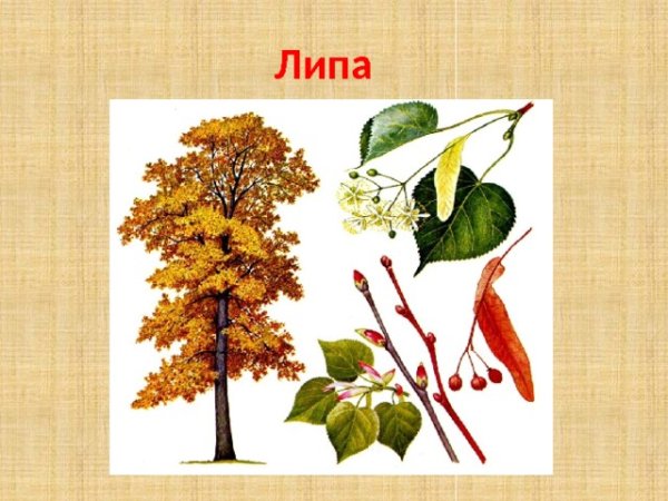 Каштан контур дерево