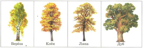 Осина мультяшная