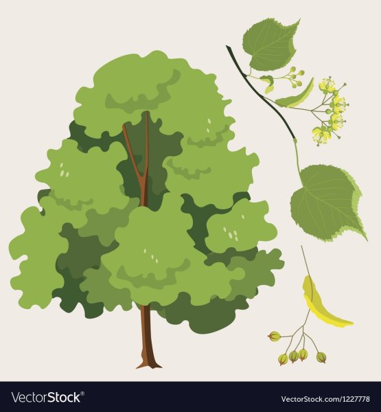 Графическое изображение липы