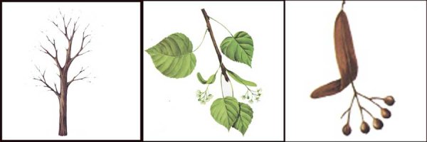 Зимнее дерево силуэт