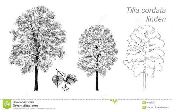 Детям о деревьях в детском саду