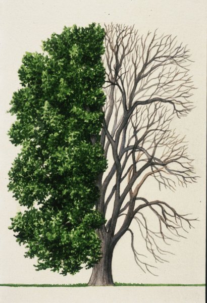 Листья береза осина Тополь клен