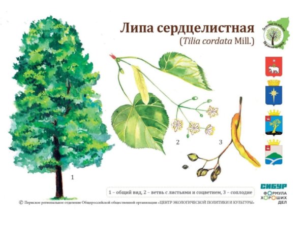 Липа раскраска для детей