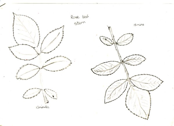 Лист розы контур