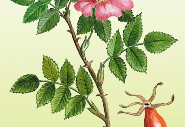 Шиповник Майский