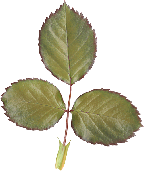 Черешок у листа шиповника