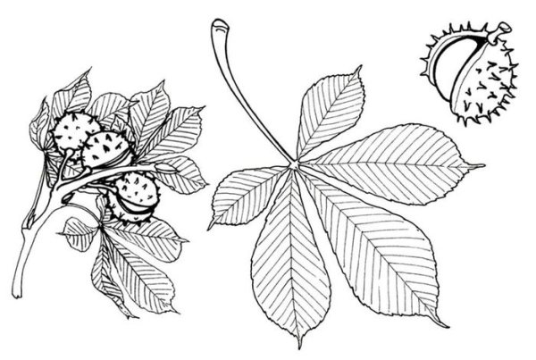 Листья шиповника непарноперистые