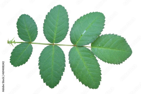 Шиповник карандашом