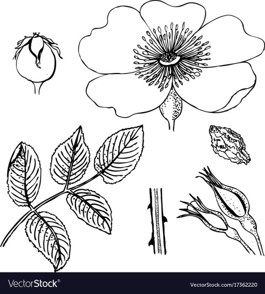 Лист рябины контур