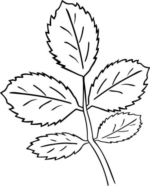 Шиповник коричный плоды