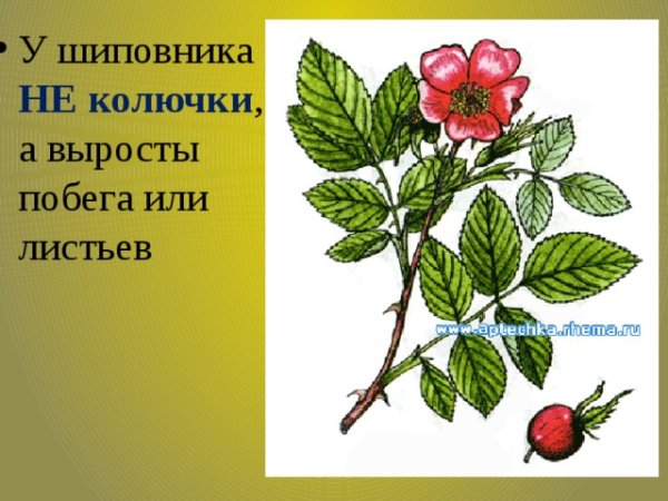 Вектор ветка шиповник с листьями