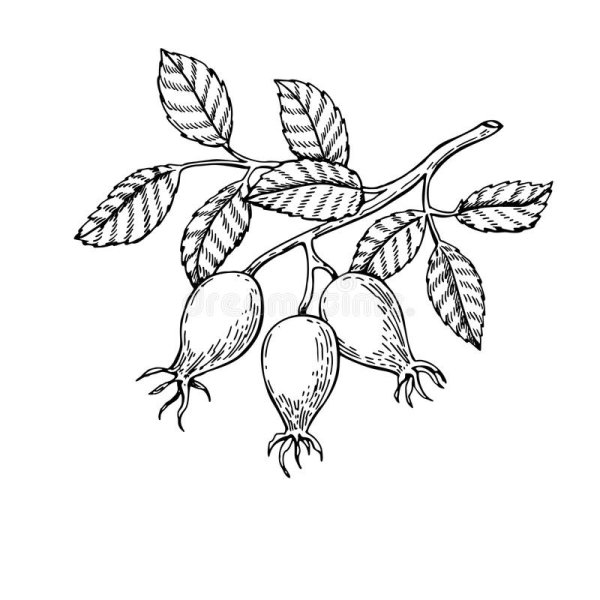 Листок шиповника рисунок