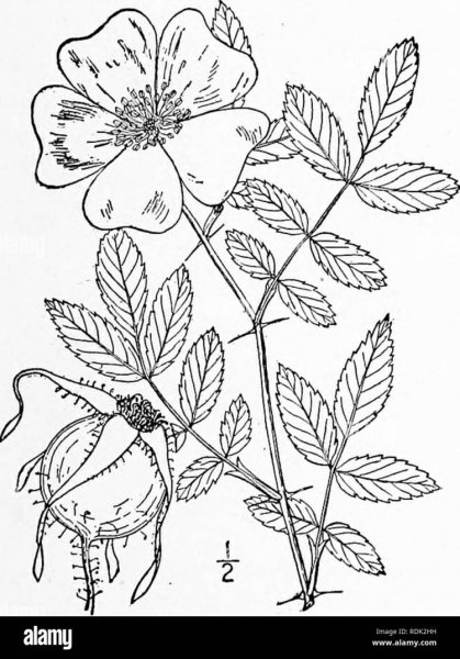 Шиповник Майский стебель